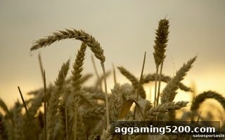 沙巴体育官网电子游艺免费旋转高效解锁全攻略